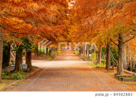 播磨中央公園　ラクウショウの並木道 84562883