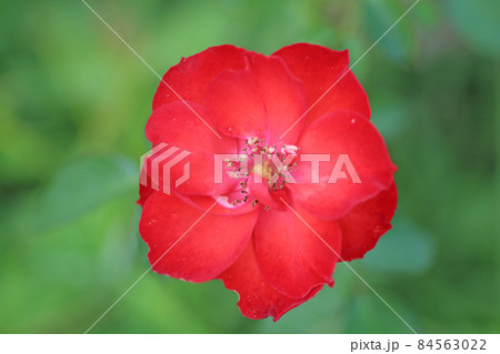 蜂ヶ峰の薔薇 蜂ヶ峰の薔薇 84563022