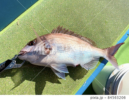 マダイ 真鯛 船釣り 海釣り フィッシュグリップ 84563206