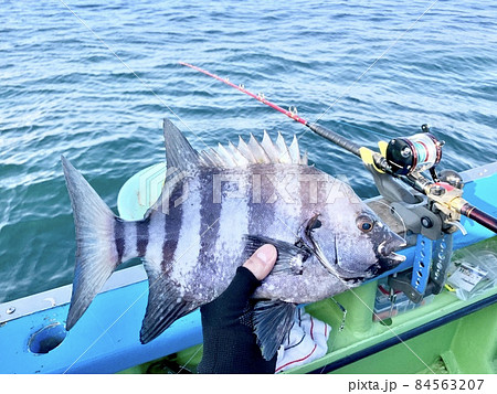 イシダイ 石鯛 釣り 船釣り 釣竿 ロッド ベイトリールの写真素材 [84563207] - PIXTA