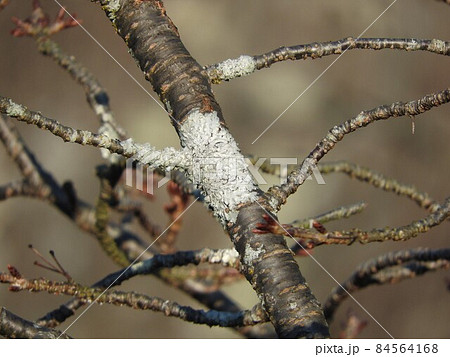 桜の枝に発生した地衣類「ウメノキゴケ」 84564168