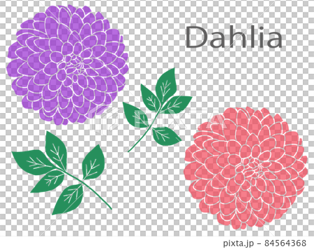 Flower dahlia i Flower dahlia i 84564368