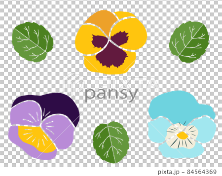 Flowers Pansy Flowers Pansy 84564369