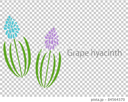 Hana Muscari Hana Muscari 84564370