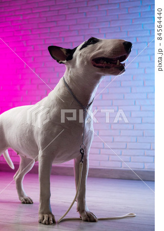 white bull terrier on a brick wall background in neon pink and blue 84564440
