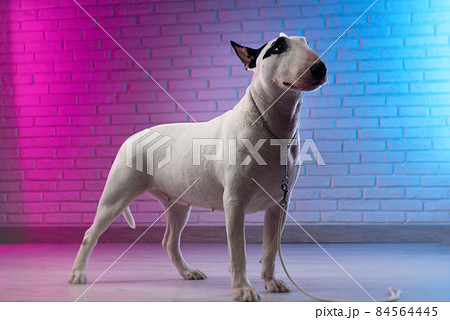 can a staffordshire bull terrier live in senegal