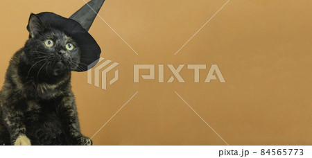 Funny black multi-colored cat in a black hat on the theme of a witch for Halloween on an orange background a place for the text Funny black multi-colored cat in a black hat on the theme of a witch for Halloween on an orange background a place for the text 84565773