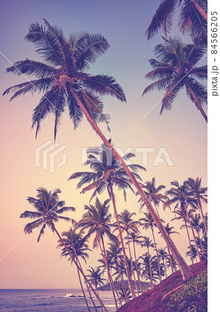 Tropical island with coconut palm trees at sunrise, color toning applied, Sri Lanka. 84566205
