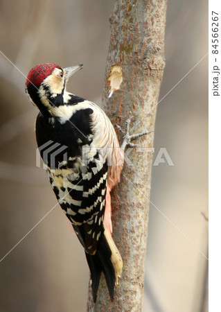生木を突っつきエサを探すオオアカゲラ 大赤啄木鳥 エゾオオアカゲラ アカゲラ 北海道野鳥 生木を突っつきエサを探すオオアカゲラ 大赤啄木鳥 エゾオオアカゲラ アカゲラ 北海道野鳥 84566267