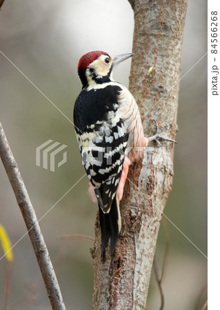 生木を突っつきエサを探すオオアカゲラ 大赤啄木鳥 エゾオオアカゲラ アカゲラ 北海道野鳥 生木を突っつきエサを探すオオアカゲラ 大赤啄木鳥 エゾオオアカゲラ アカゲラ 北海道野鳥 84566268