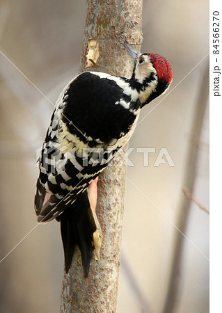 生木を突っつきエサを探すオオアカゲラ 大赤啄木鳥 エゾオオアカゲラ アカゲラ 北海道野鳥の写真素材 [84566270] - PIXTA