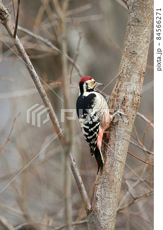 生木を突っつきエサを探すオオアカゲラ 大赤啄木鳥 エゾオオアカゲラ アカゲラ 北海道野鳥 生木を突っつきエサを探すオオアカゲラ 大赤啄木鳥 エゾオオアカゲラ アカゲラ 北海道野鳥 84566271