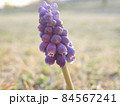 野原にjひっそりと咲く小さな紫の花 野原にjひっそりと咲く小さな紫の花 84567241