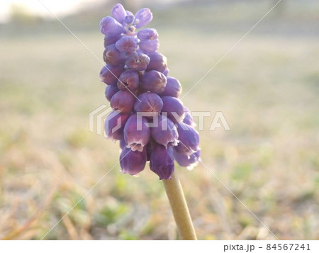 野原にjひっそりと咲く小さな紫の花 野原にjひっそりと咲く小さな紫の花 84567241