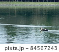 池をスイスイ泳ぐカモ 池をスイスイ泳ぐカモ 84567243