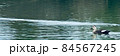 可憐に泳ぐカモのヘッター画像 84567245
