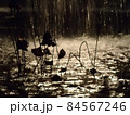 噴水の中に枯れた葉が水を浴びている 噴水の中に枯れた葉が水を浴びている 84567246