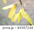 黄色の花がしっかり咲いている 黄色の花がしっかり咲いている 84567248