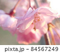 ピンクの花が可憐に咲いている ピンクの花が可憐に咲いている 84567249