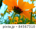 黄色の花を見上げている小人感覚 黄色の花を見上げている小人感覚 84567310