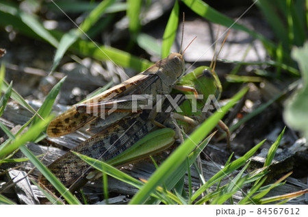 トノサマバッタ Locusta migratoria トノサマバッタ Locusta migratoria 84567612
