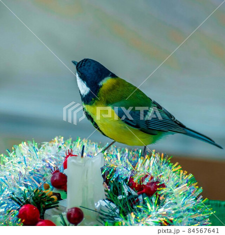 A titmouse bird eats on a table with Christmas decorations A titmouse bird eats on a table with Christmas decorations 84567641