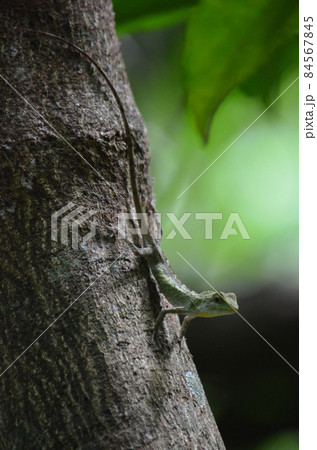 オキナワキノボリトカゲ Diploderma polygonatum polygonatum 84567845