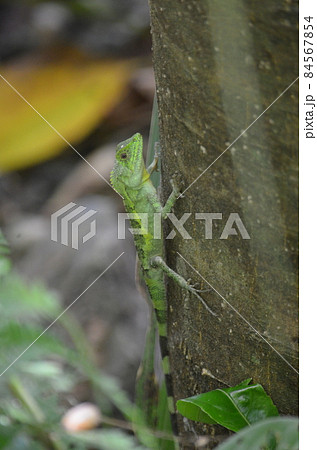 オキナワキノボリトカゲ Diploderma polygonatum polygonatum オキナワキノボリトカゲ Diploderma polygonatum polygonatum 84567854