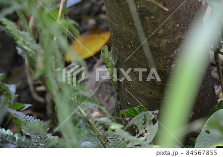 オキナワキノボリトカゲ Diploderma polygonatum polygonatum 84567855