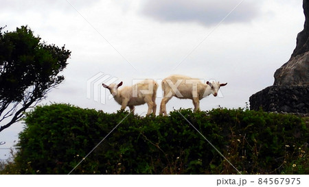 ヤギさん今日はどちらへ行くの？ 84567975