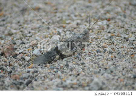 カワラバッタ Sphingonotus japonicus 84568211