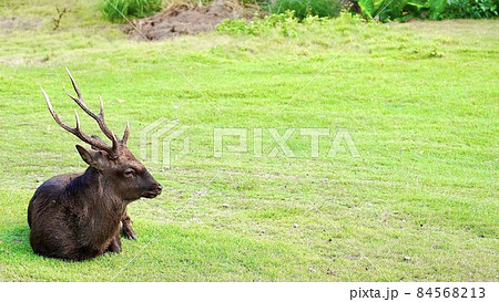 沖縄県慶良間諸島阿嘉島にいる雄のケラマジカのボス 84568213