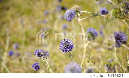 Flowers of blue thistle bloom in meadow. Flower heads of Echinops, Blue Thistle or milk thistle, Echinops spinosissimus Turra is European plant species in thistle family in family of sunflower Flowers of blue thistle bloom in meadow. Flower heads of Echinops, Blue Thistle or milk thistle, Echinops spinosissimus Turra is European plant species in thistle family in family of sunflower 84568254