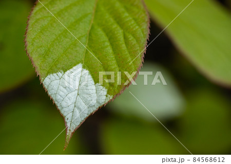 White and green leaves of creeper Actinidia kolomikta or variegated-leaf hardy kiwi. White and green leaves of creeper Actinidia kolomikta or variegated-leaf hardy kiwi. 84568612