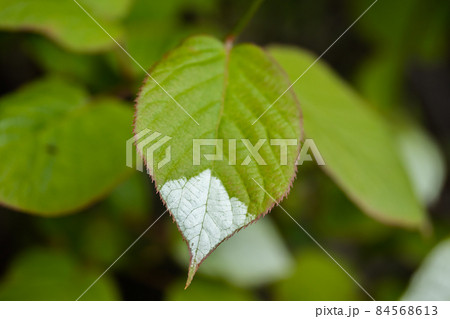 White and green leaves of creeper Actinidia kolomikta or variegated-leaf hardy kiwi. White and green leaves of creeper Actinidia kolomikta or variegated-leaf hardy kiwi. 84568613