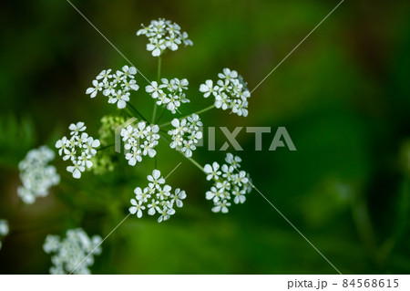 Macro of tiny white cow parsley flowers, selective focus with bokeh background. also known as wild chervil. Macro of tiny white cow parsley flowers, selective focus with bokeh background. also known as wild chervil. 84568615