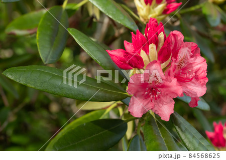 Pink rhododendron flowers in the park, Finland 84568625