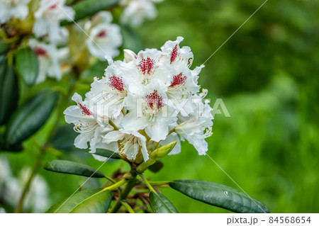 White rhododendron flowers in the park, Finland White rhododendron flowers in the park, Finland 84568654