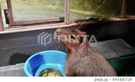 食事中のカピバラの写真 84568719