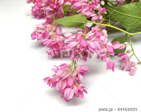 Coral Vine Or Antigonon Leptopus Hook Flower close up on white Coral Vine Or Antigonon Leptopus Hook Flower close up on white 84568805