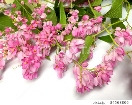 Coral Vine Or Antigonon Leptopus Hook Flower close up on white Coral Vine Or Antigonon Leptopus Hook Flower close up on white 84568806
