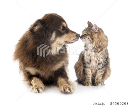 Finnish Lapphund and cat Finnish Lapphund and cat 84569263