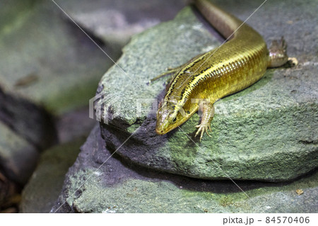 Madagascar girdled lizard portrait close up 84570406