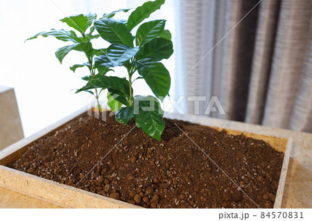 インテリア　自宅　室内用の植木 84570831