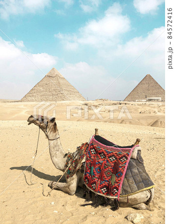 エジプトのピラミッドとラクダ エジプトのピラミッドとラクダ 84572416