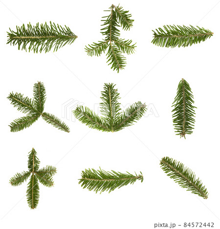 Nine spruce branch isolated on white background. High resolution photo. Nine spruce branch isolated on white background. High resolution photo. 84572442