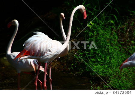 台湾 鳥 動物 84572604