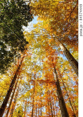 秋の神戸市森林植物園。メタセコイアの並木を広角レンズで見上げて撮影 84574449
