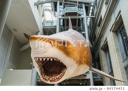 Megalodon Shark replica mount in Smithsonian 84574451