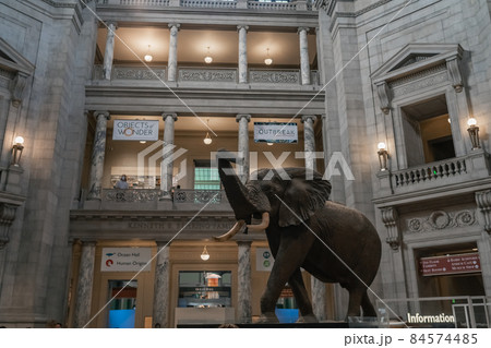 Elephant replica mount in Smithsonian Elephant replica mount in Smithsonian 84574485